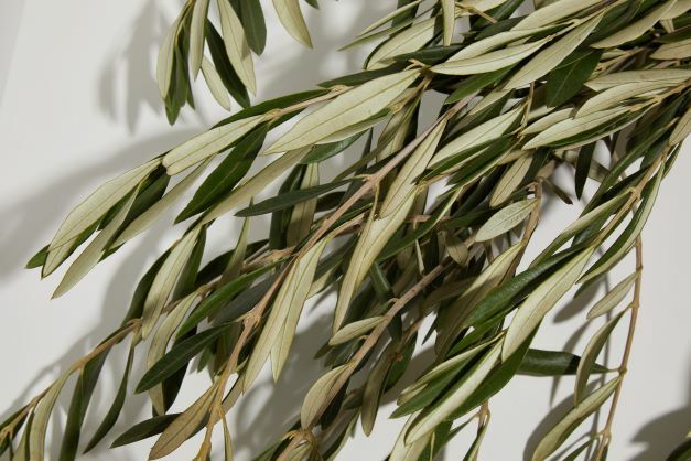 Olive branches and olive leaves
